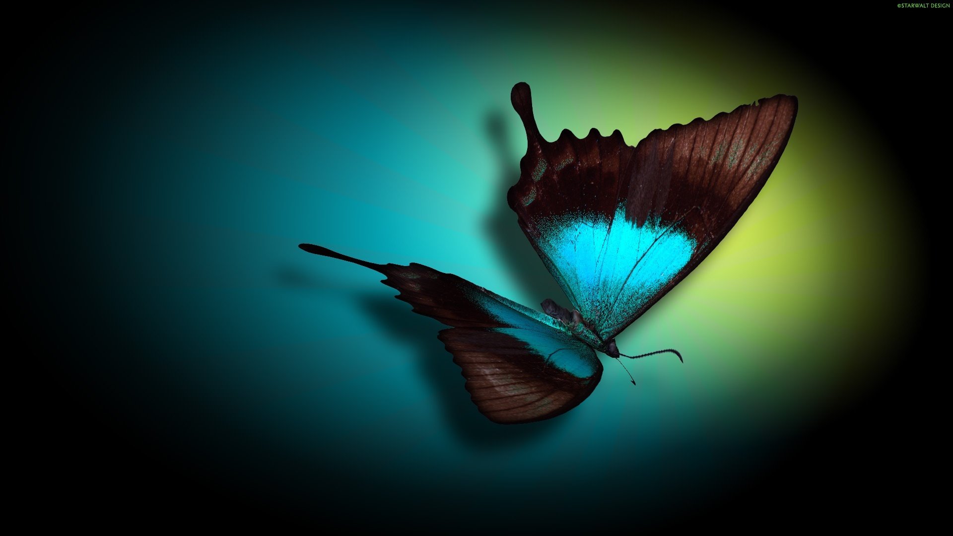 High resolution Butterfly full hd 1080p background ID:167697 for PC