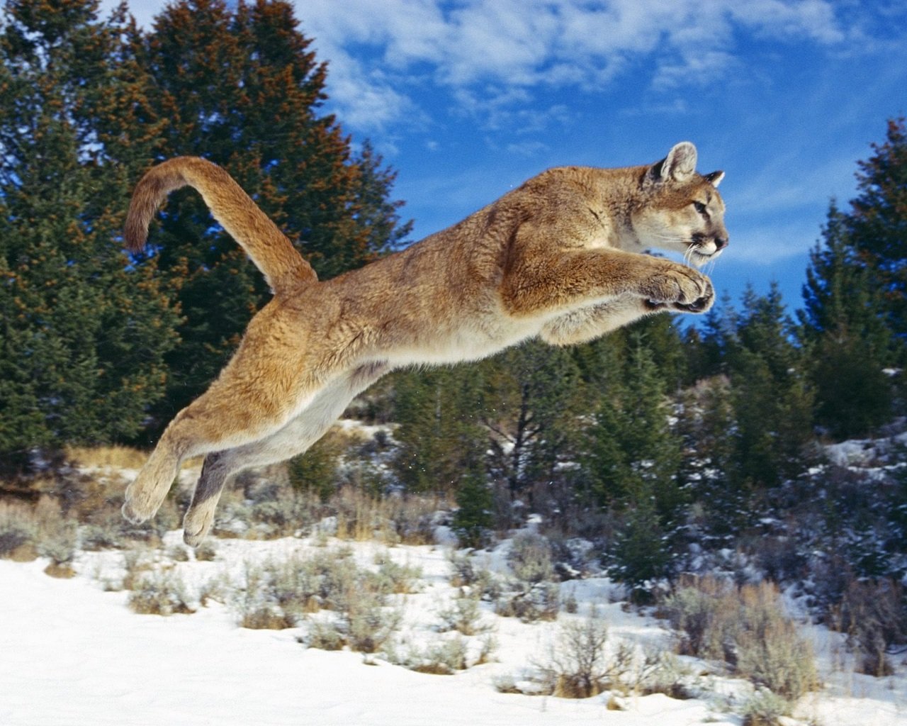 Download hd 1280x1024 Cougar PC background ID:81726 for free