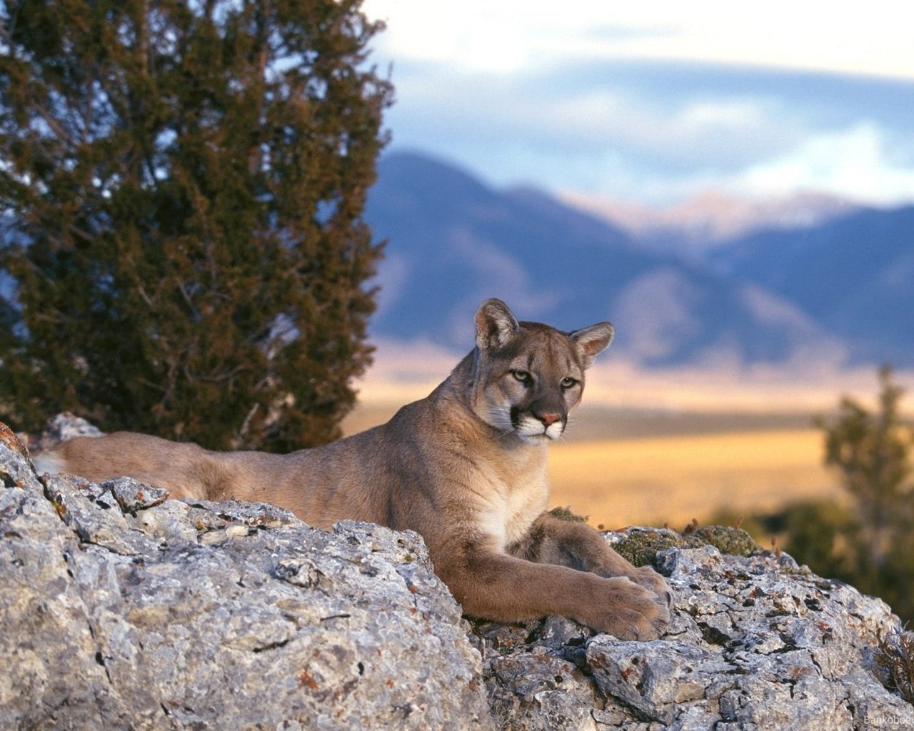 Awesome Cougar free wallpaper ID:81769 for hd 1280x1024 desktop