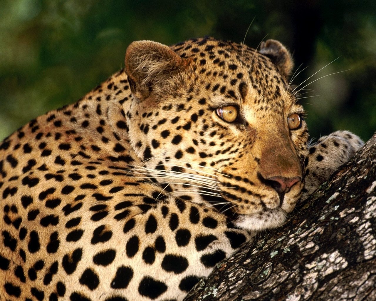 Awesome Leopard free background ID:447882 for hd 1280x1024 PC