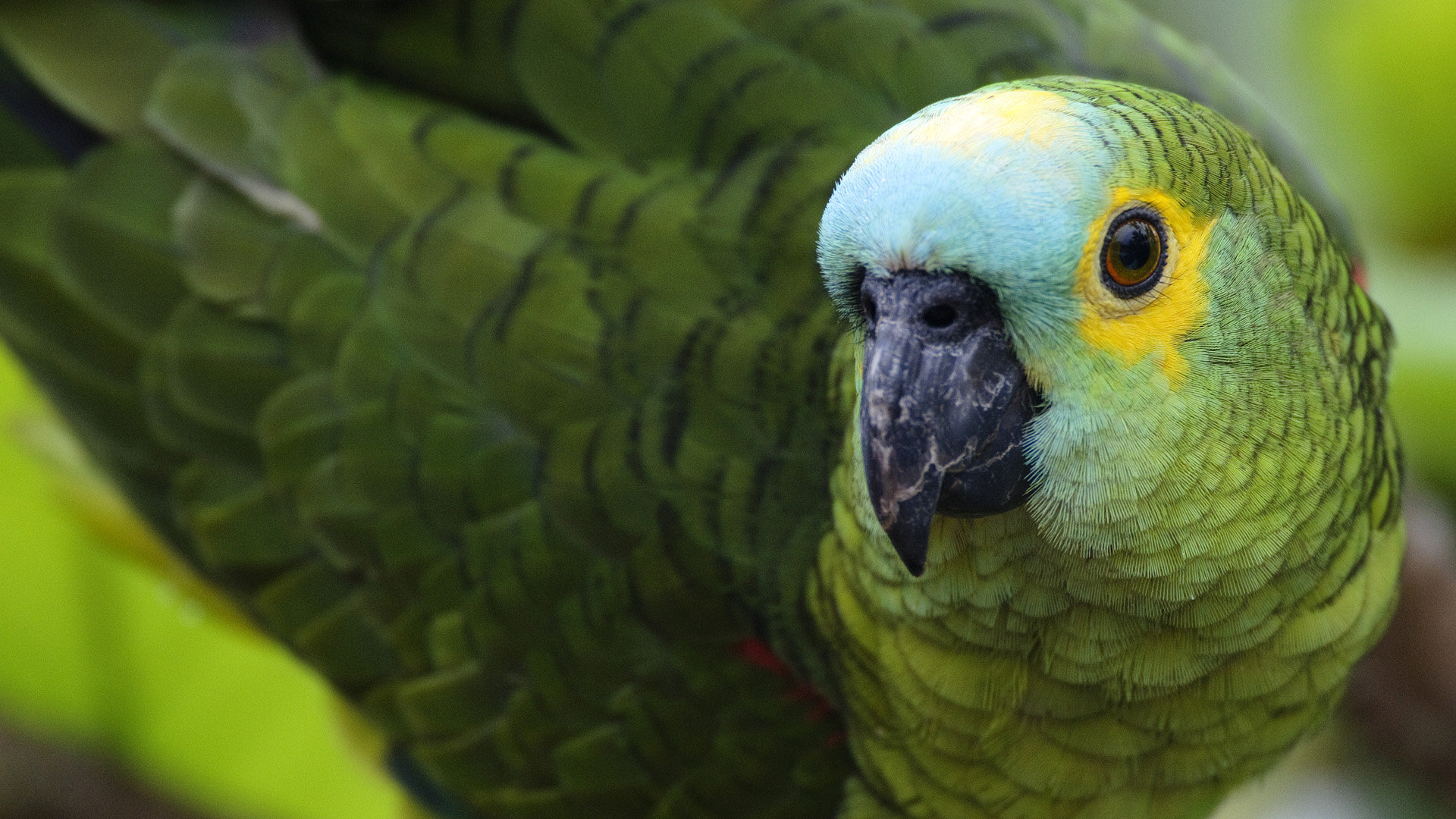 Awesome Parrot free wallpaper ID:25803 for hd 1920x1080 computer