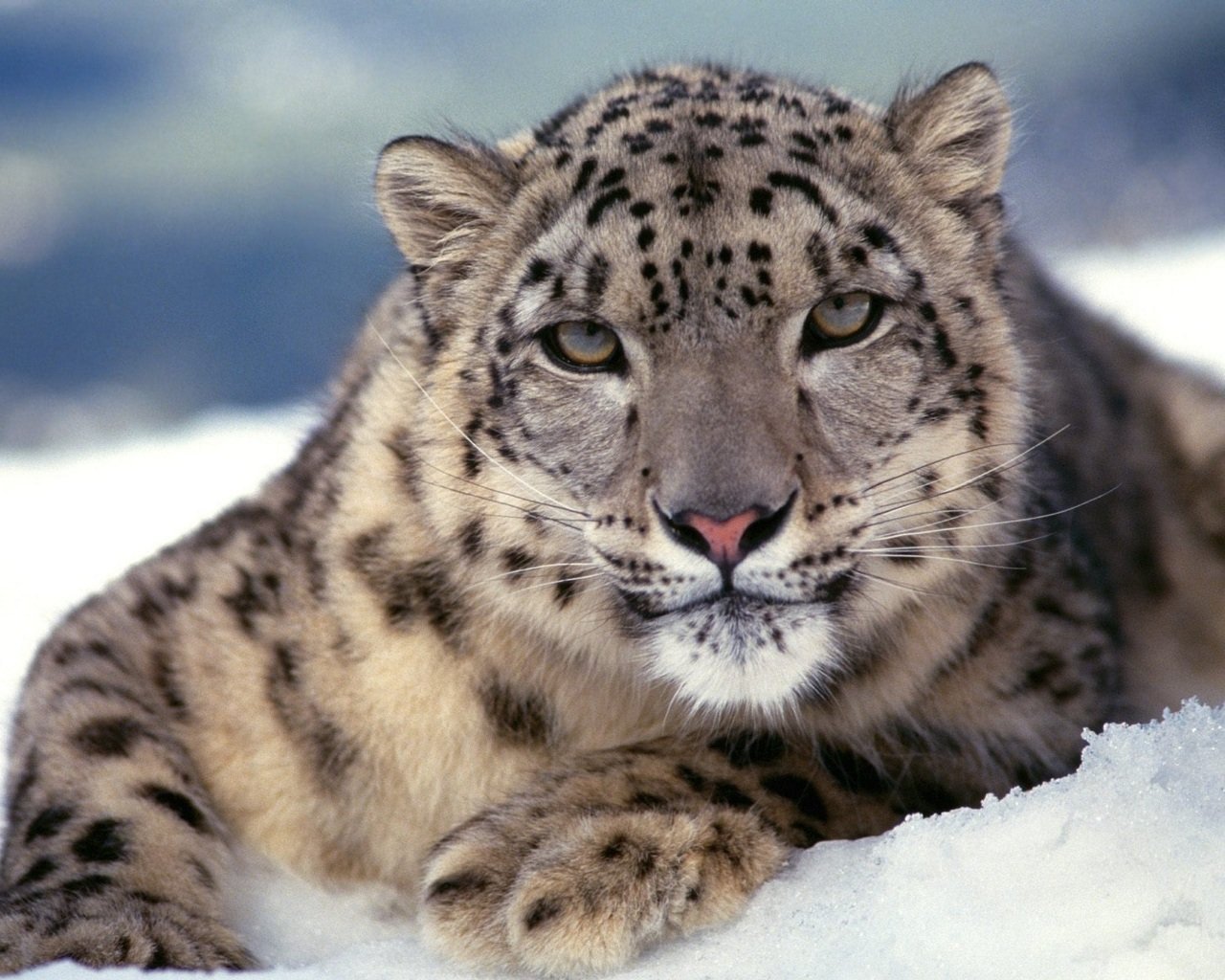 Awesome Snow Leopard free background ID:34443 for hd 1280x1024 computer