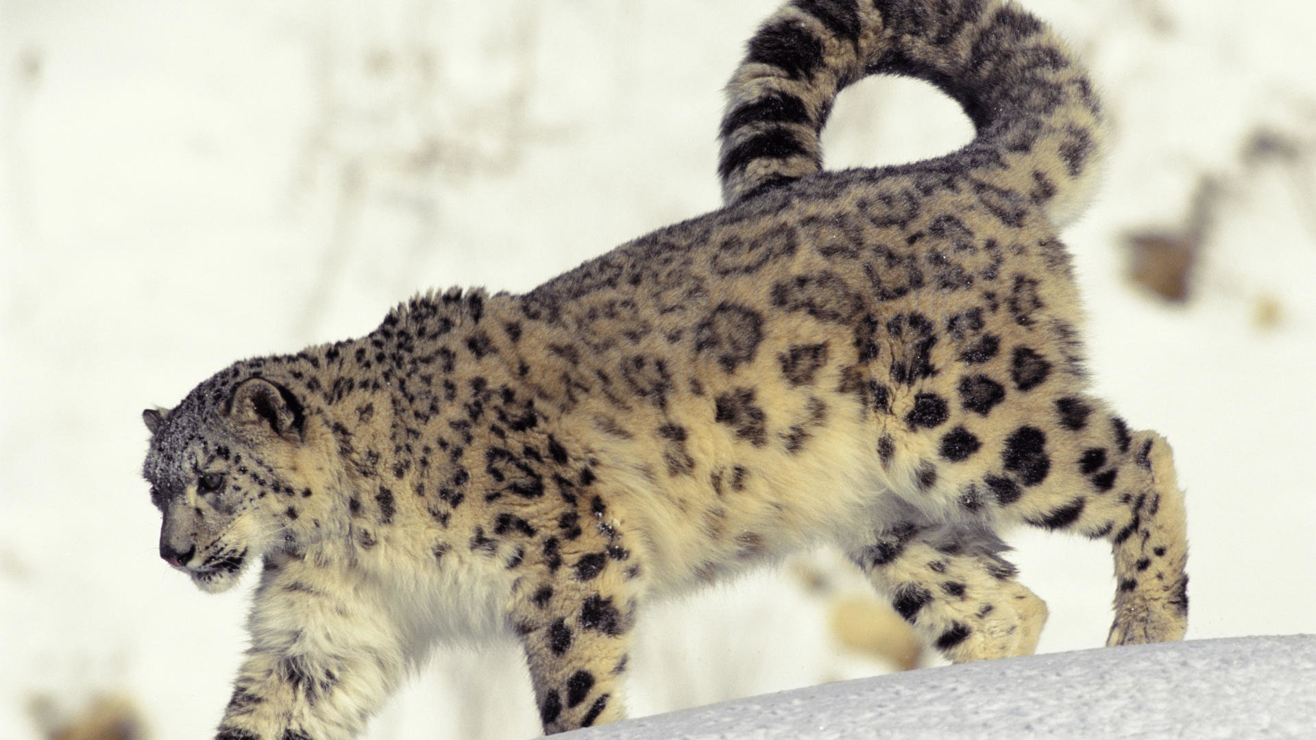 Free Snow Leopard high quality wallpaper ID:34445 for full hd 1920x1080 computer