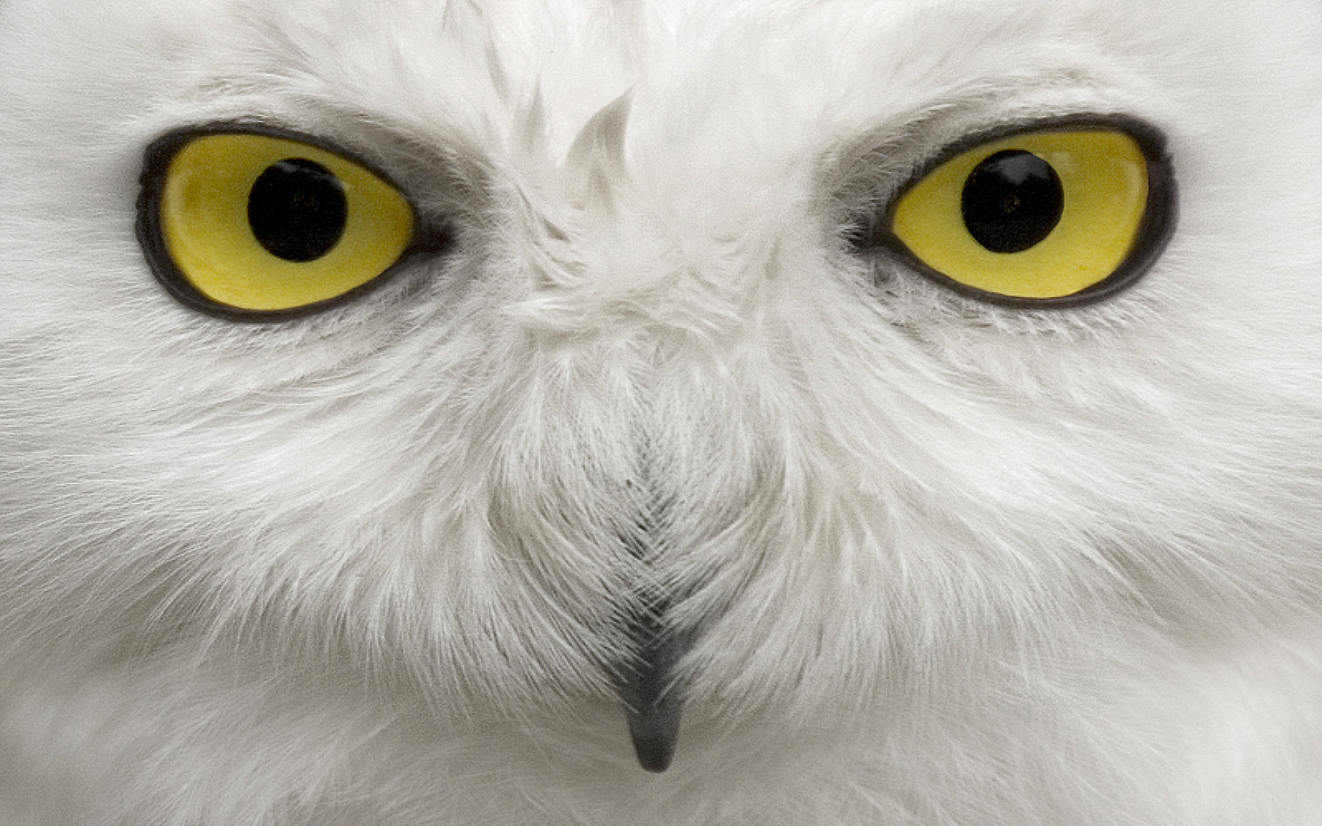 Free Snowy Owl high quality background ID:26796 for hd 1920x1200 desktop
