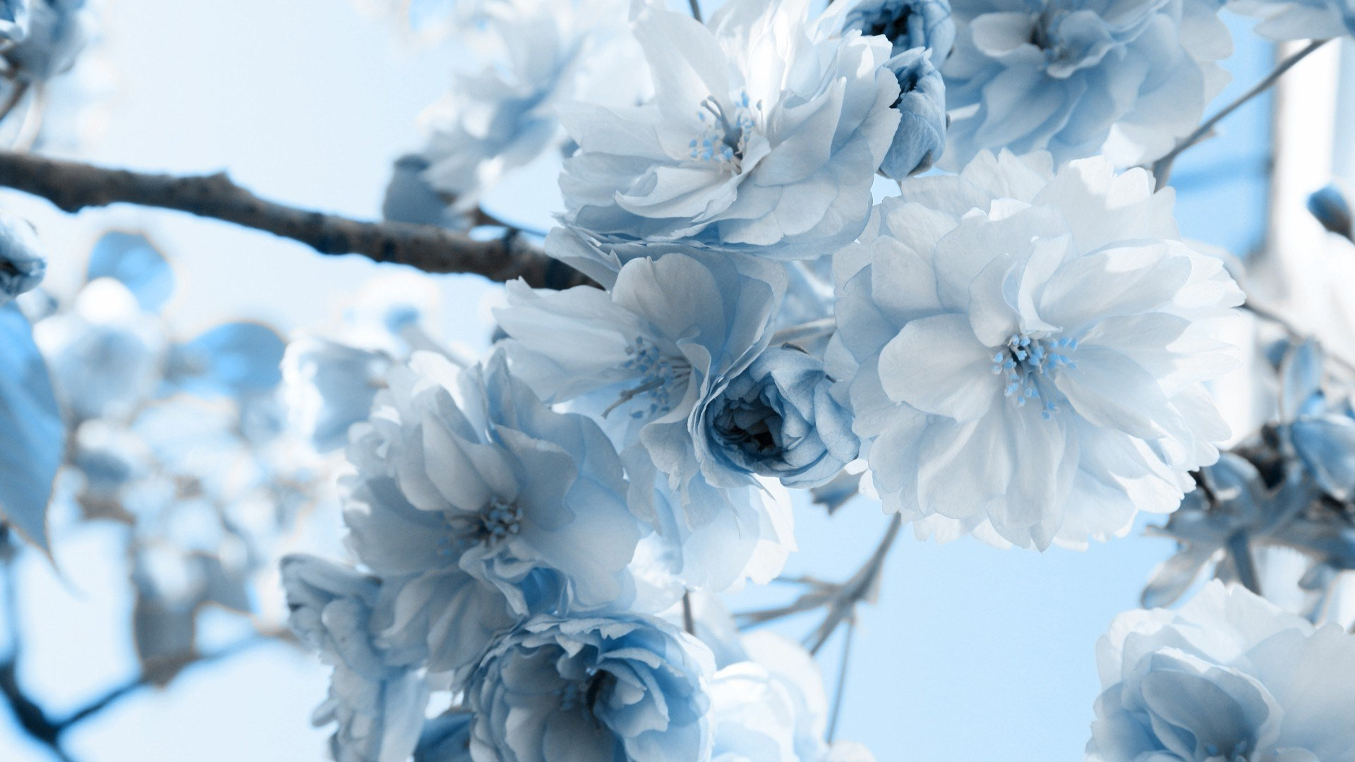 Awesome Blossom free background ID:332900 for full hd 1920x1080 PC