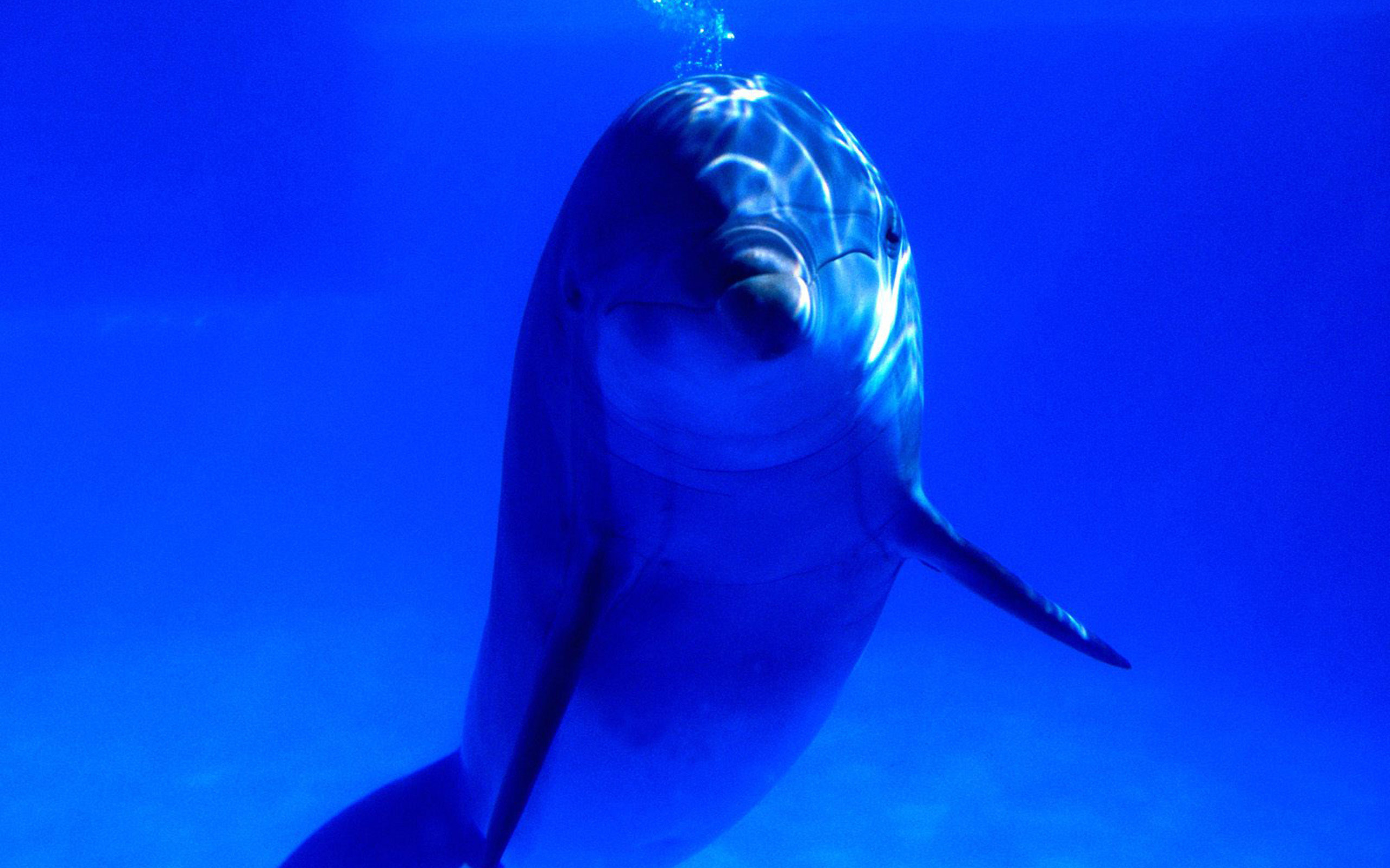 High resolution Dolphin hd 2560x1600 wallpaper ID:248336 for PC
