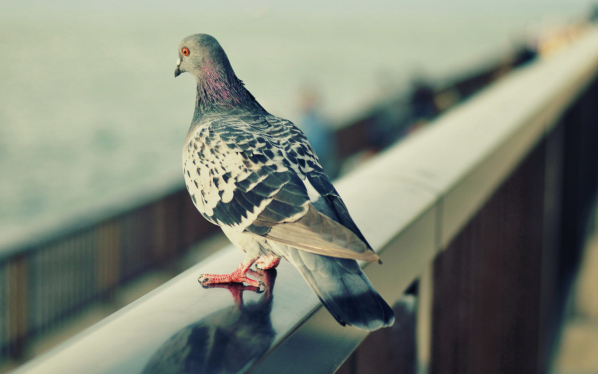 High resolution Pigeon hd 1920x1200 background ID:212329 for PC