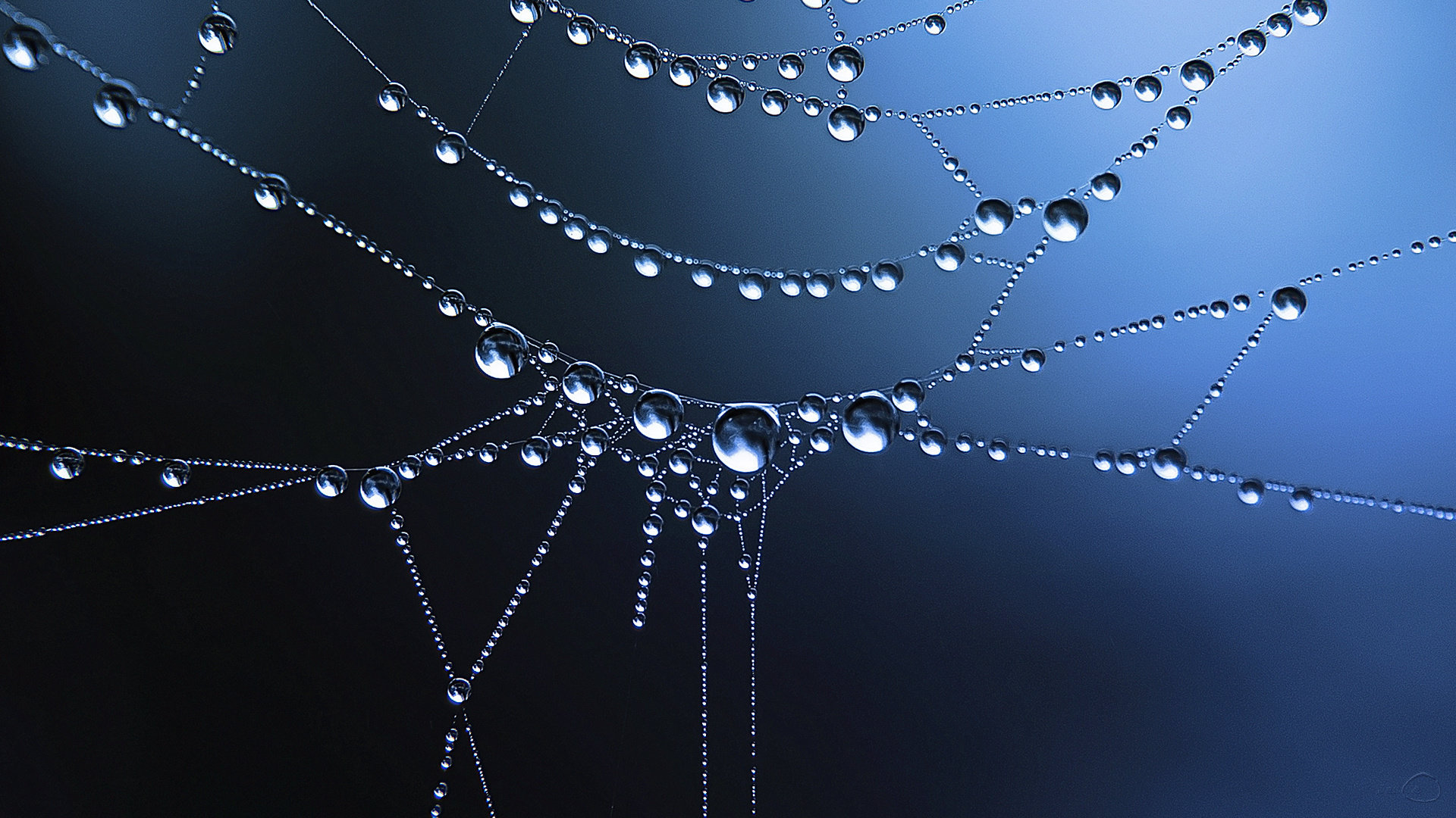 Awesome Spider Web free background ID:184829 for hd 1920x1080 desktop