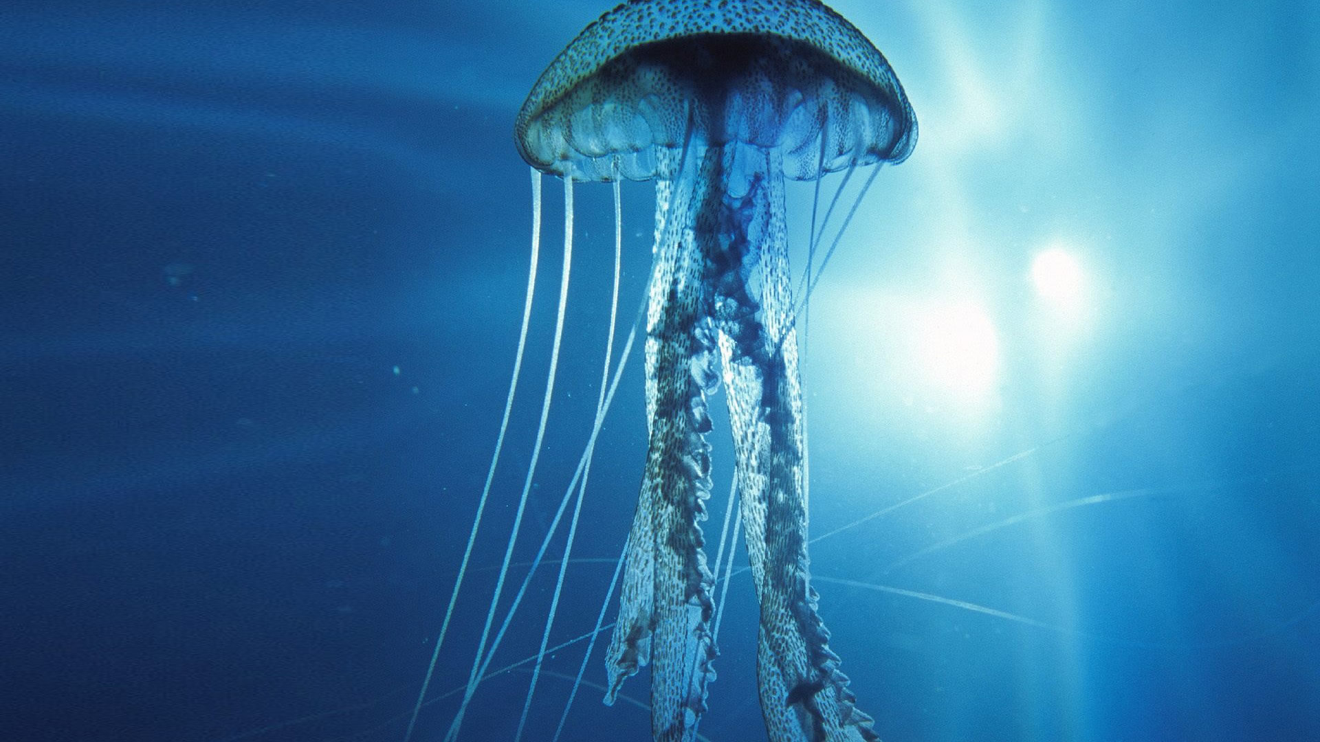 Awesome Jellyfish free background ID:199755 for hd 1080p desktop