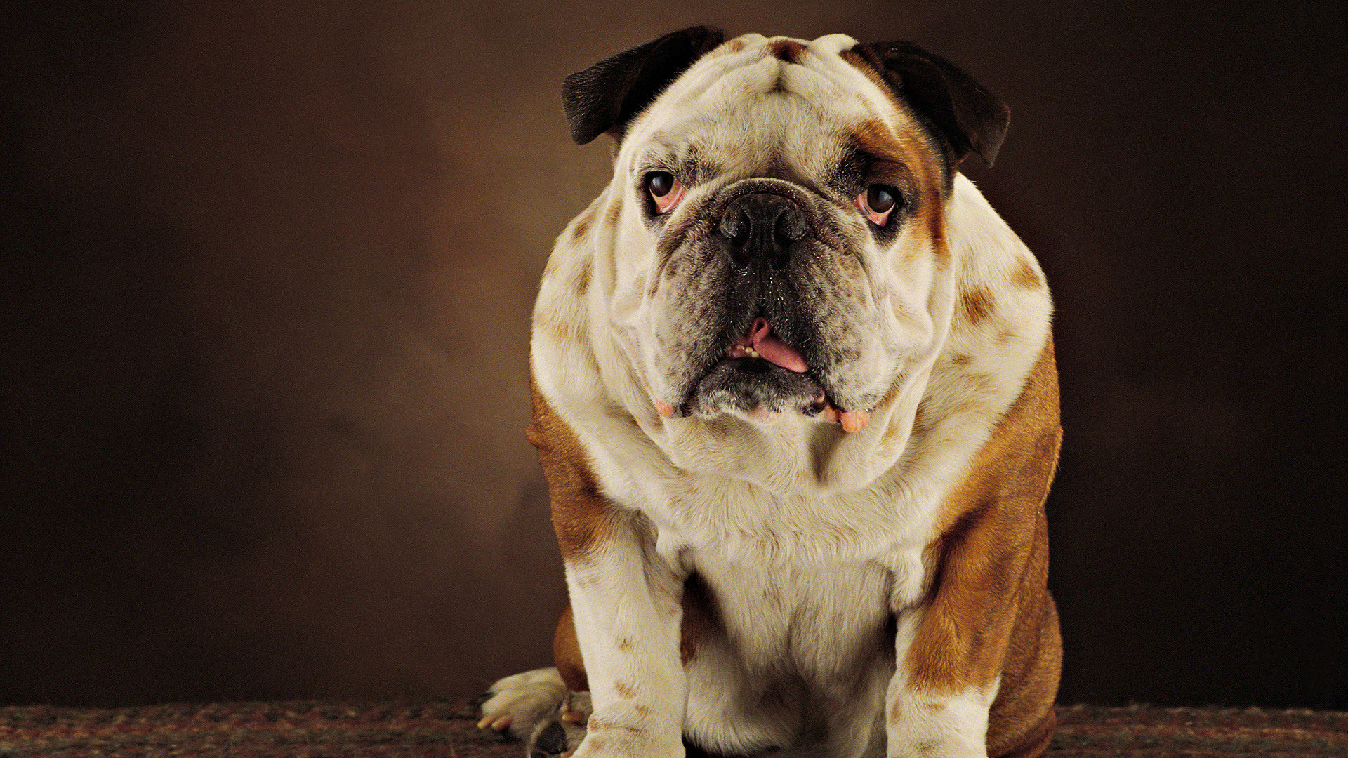 Awesome Bulldog free background ID:281998 for hd 1080p computer