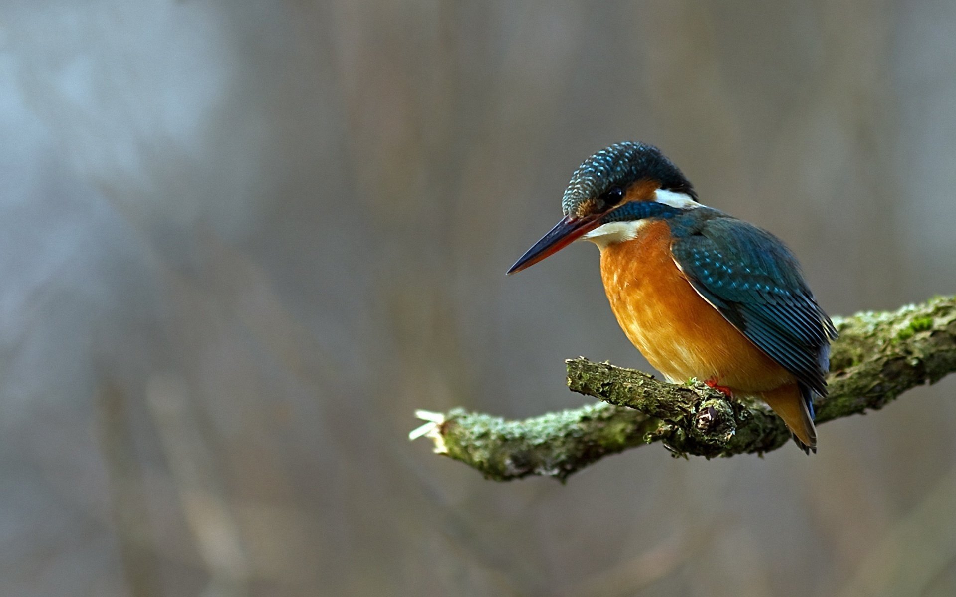 Awesome Kingfisher free background ID:311392 for hd 1920x1200 PC