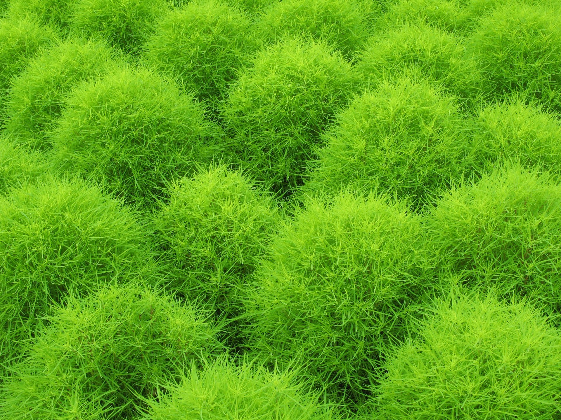 Free download Plant background ID:138657 hd 1920x1440 for desktop