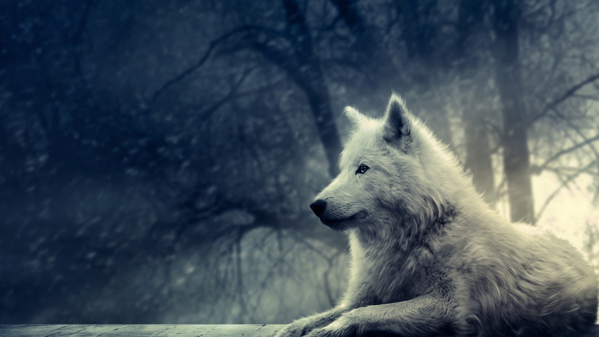 Free download Wolf background ID:117666 hd 1080p for desktop