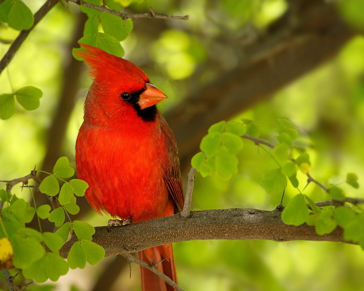 Best Cardinal background ID:24715 for High Resolution hd 1280x1024 computer