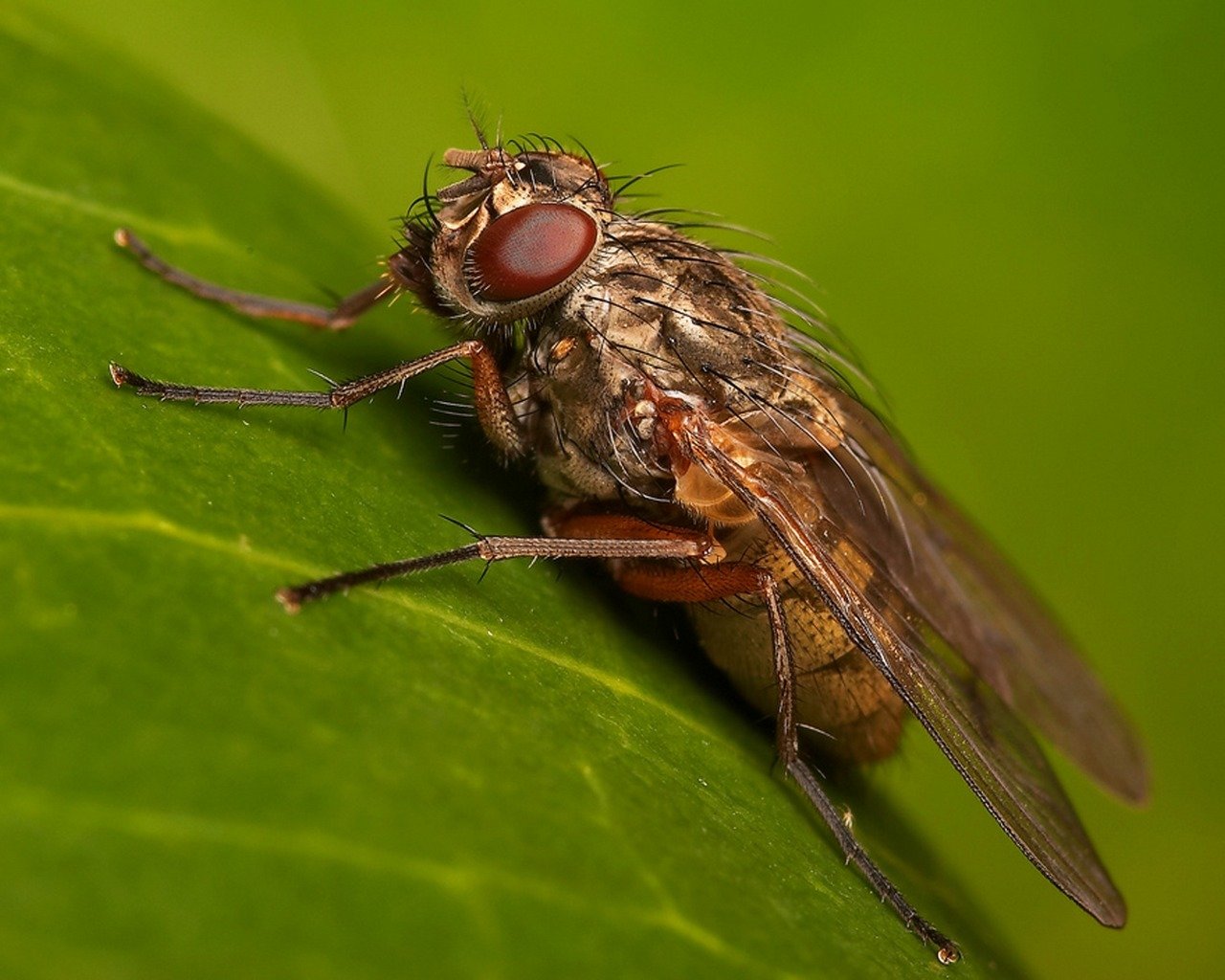 Awesome Fly free wallpaper ID:275241 for hd 1280x1024 computer