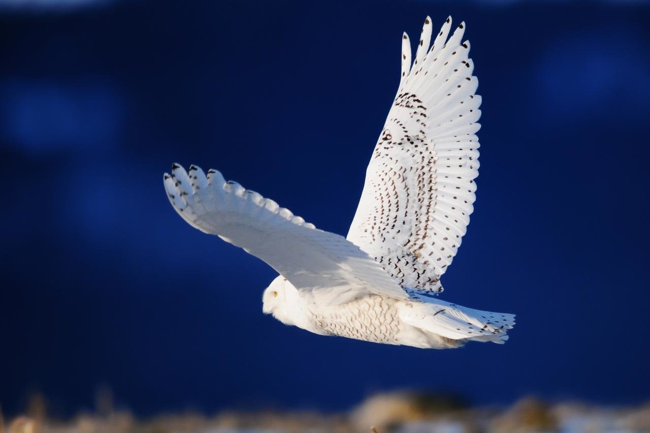 Best Snowy Owl wallpaper ID:26829 for High Resolution hd 1280x854 computer