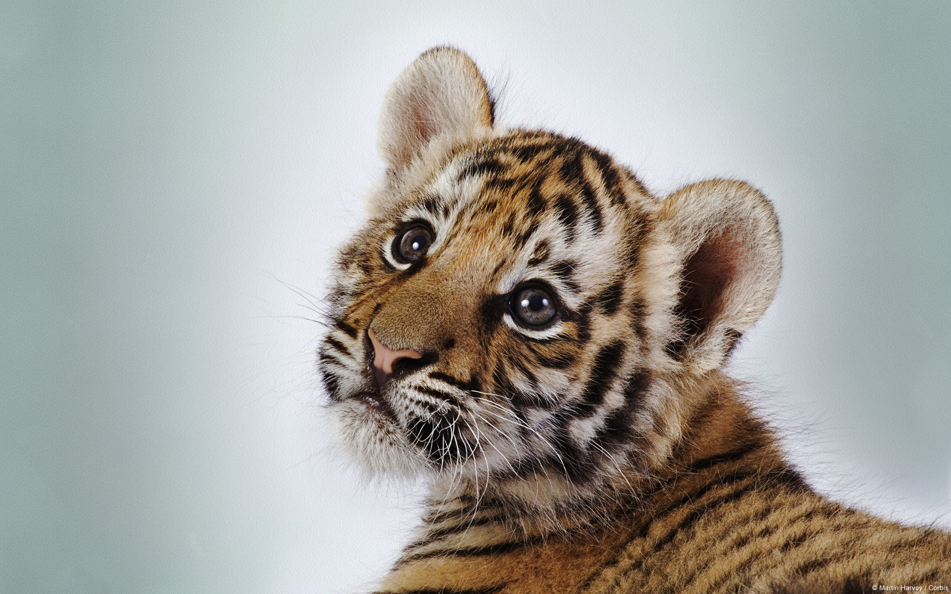 Awesome Baby Animal (cub) free background ID:115637 for hd 1920x1200 computer