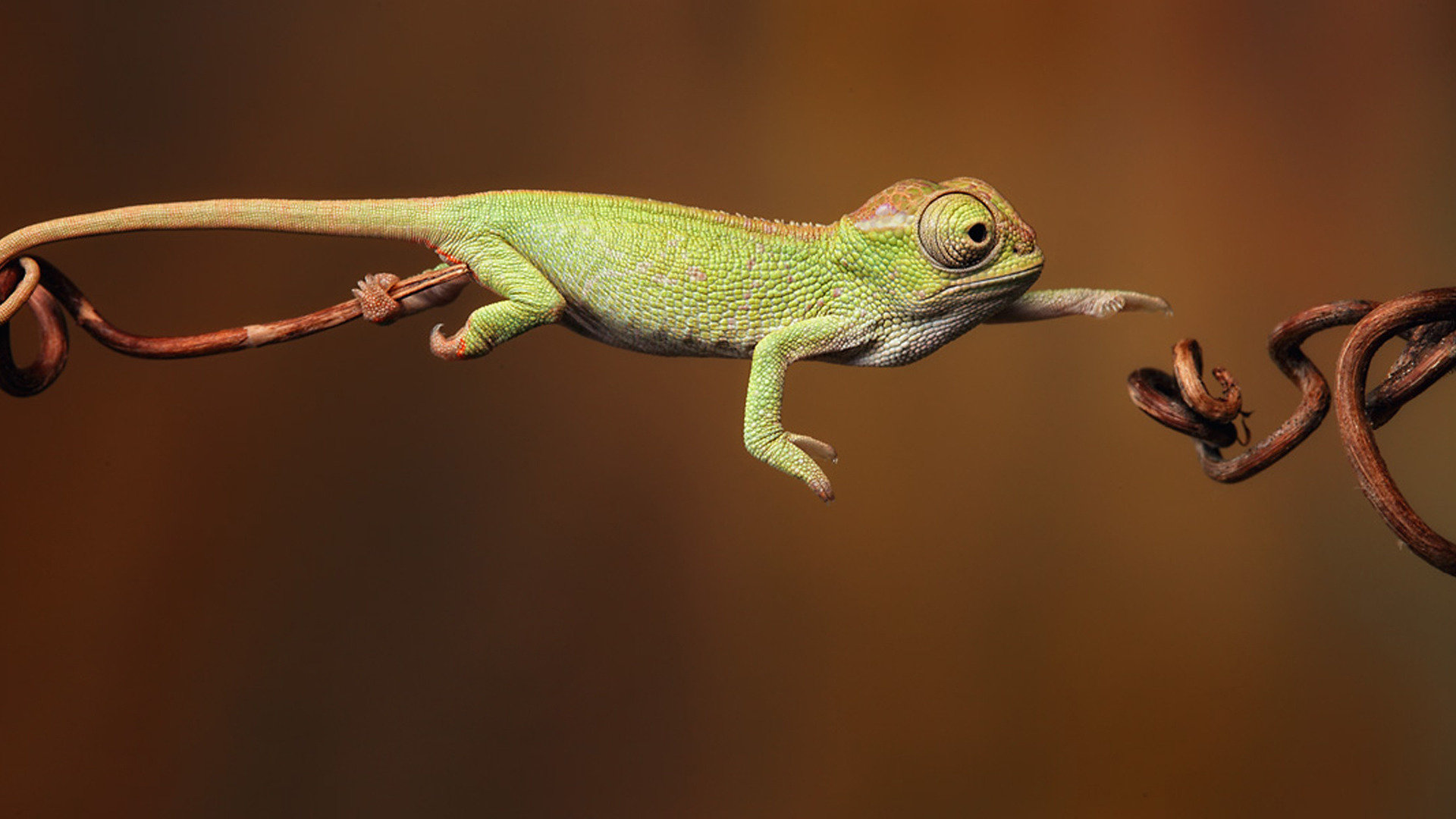Free download Chameleon wallpaper ID:462550 full hd for computer