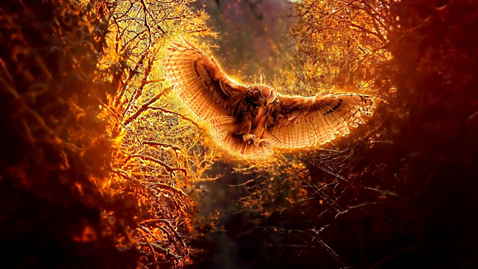 High resolution Owl hd 1080p background ID:236888 for PC