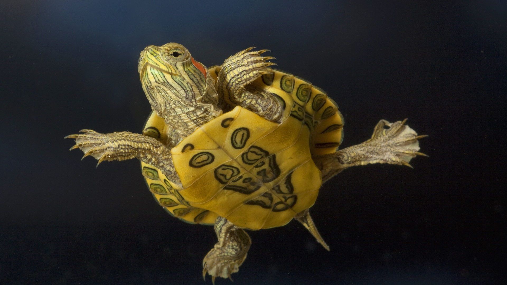 Free Turtle high quality wallpaper ID:29866 for full hd PC