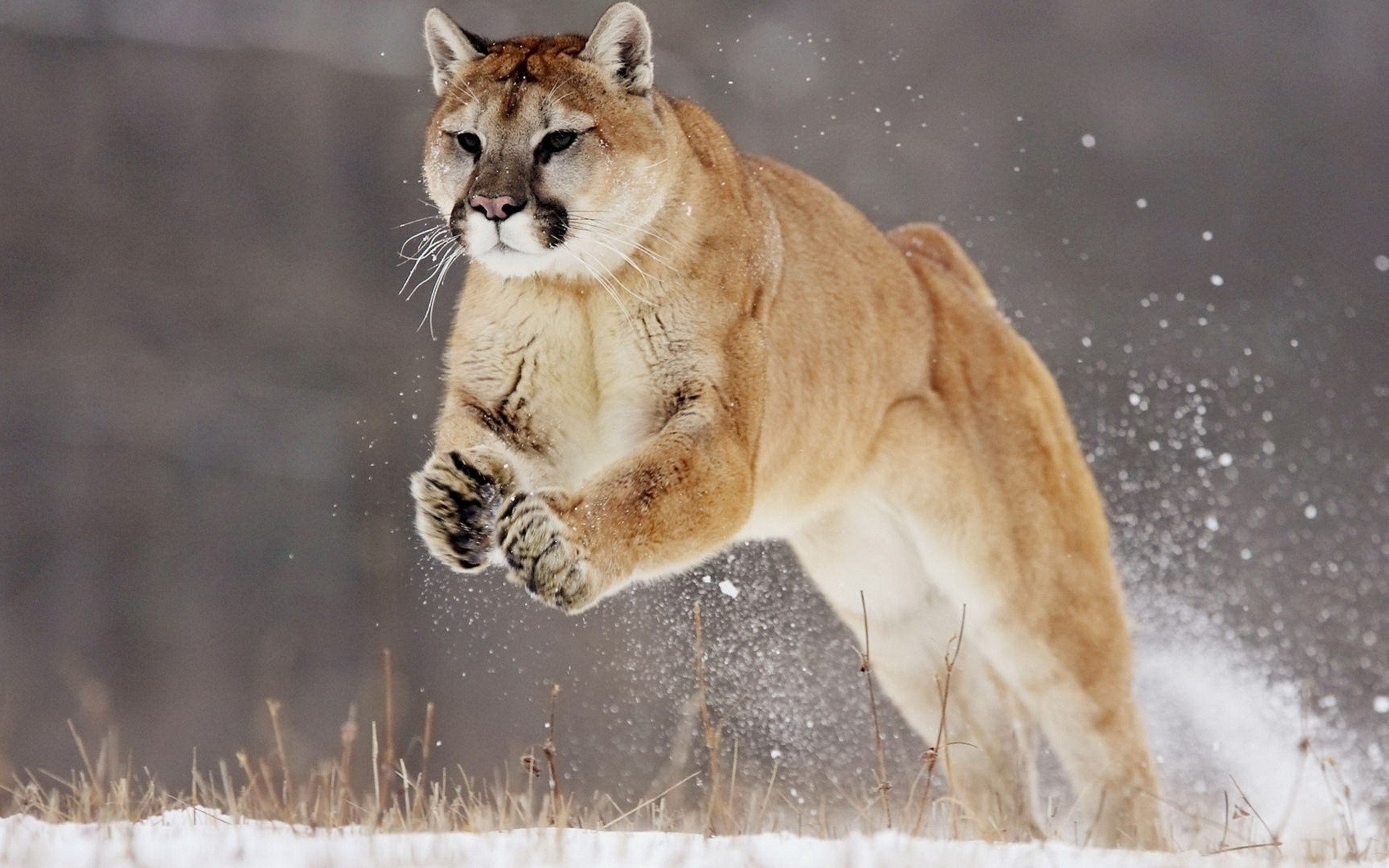 Best Cougar wallpaper ID:81765 for High Resolution hd 1920x1200 PC