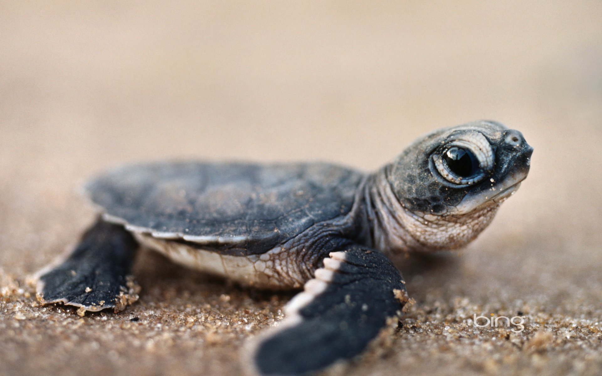 Awesome Turtle free wallpaper ID:29804 for hd 1920x1200 desktop