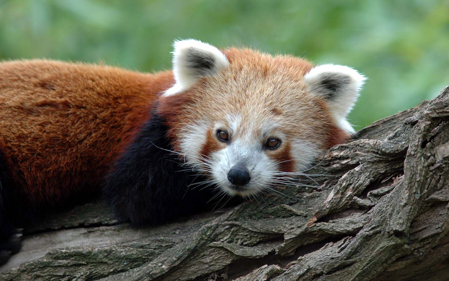 Awesome Red Panda free wallpaper ID:63956 for hd 1440x900 computer