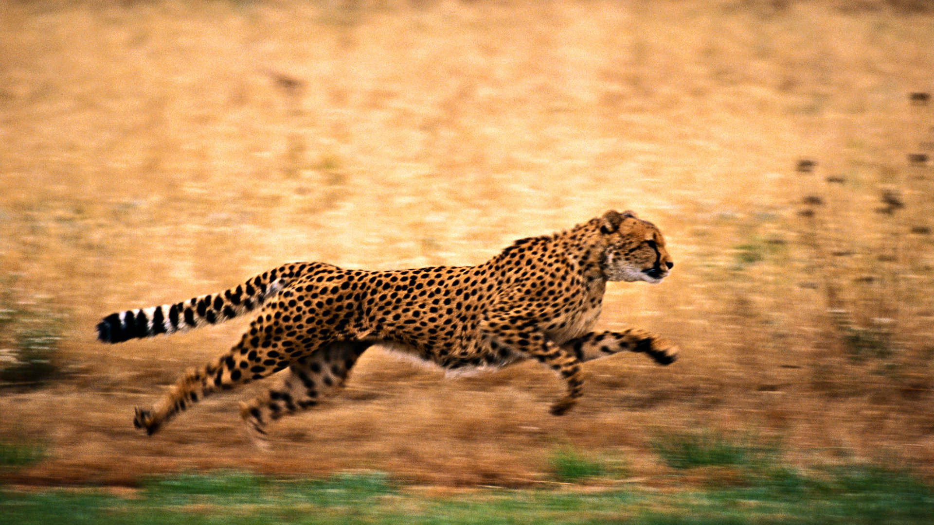 Download hd 1920x1080 Cheetah desktop background ID:161833 for free