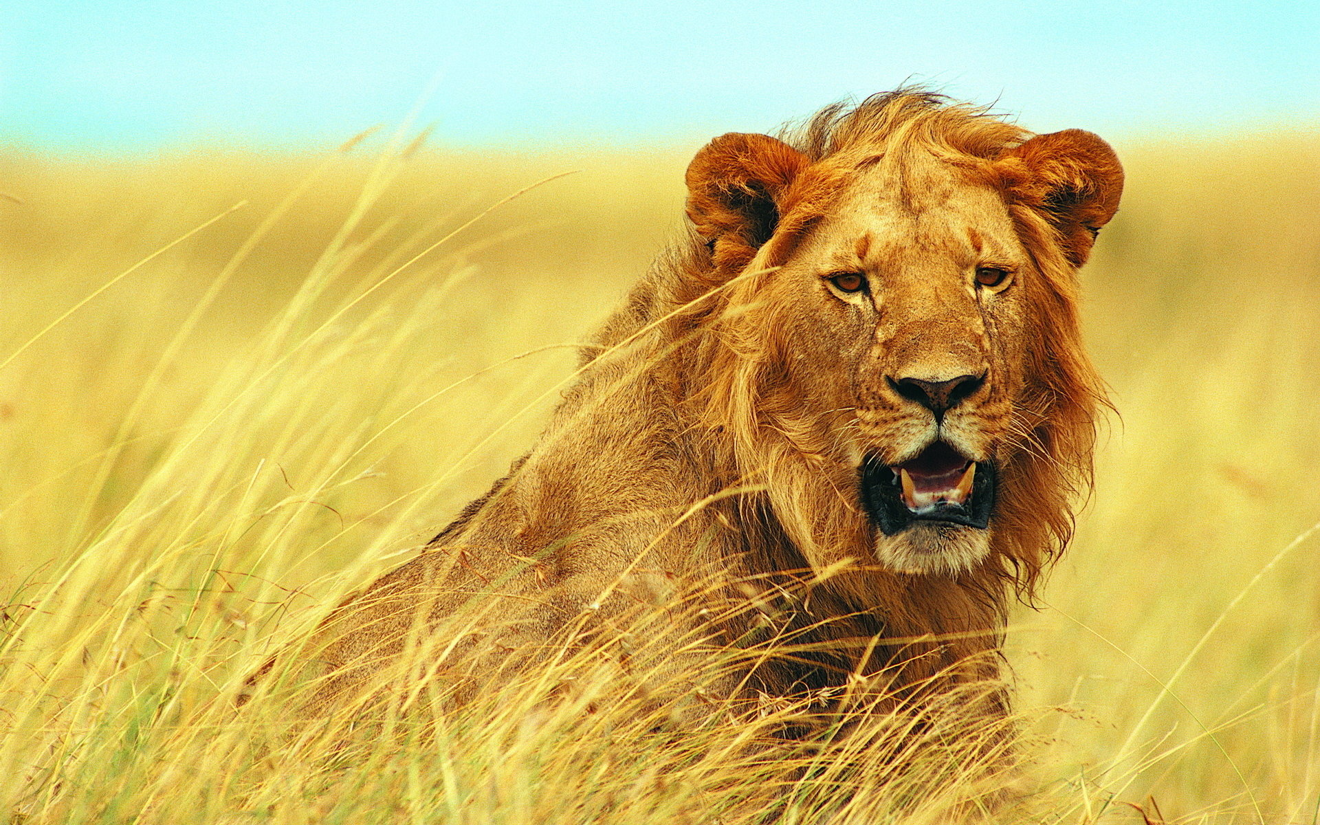 Awesome Lion free background ID:255184 for hd 1920x1200 PC