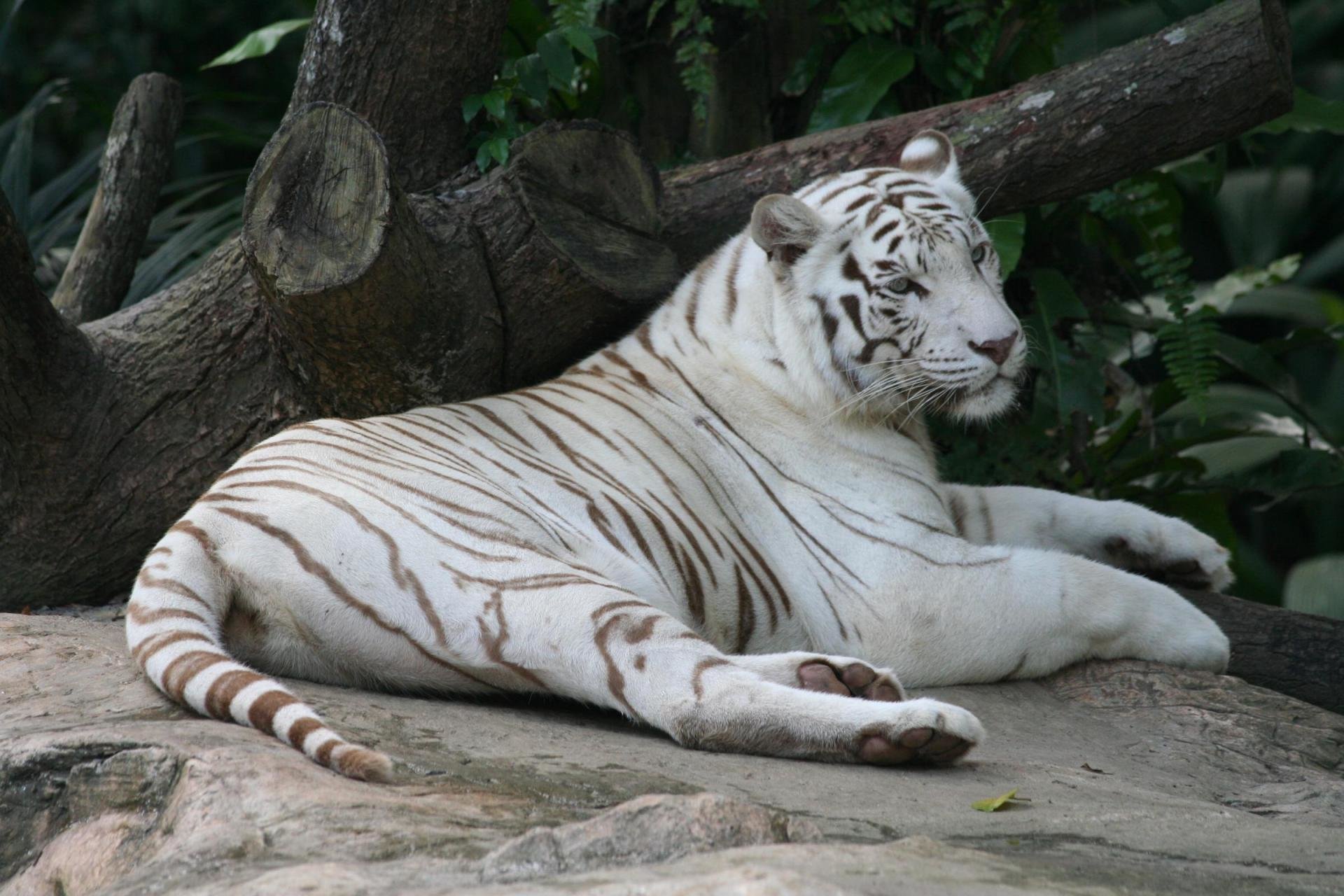Best White Tiger wallpaper ID:175038 for High Resolution hd 1920x1280 PC
