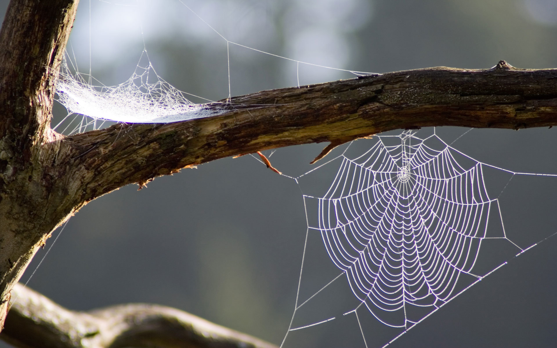 Awesome Spider Web free background ID:184827 for hd 1920x1200 PC