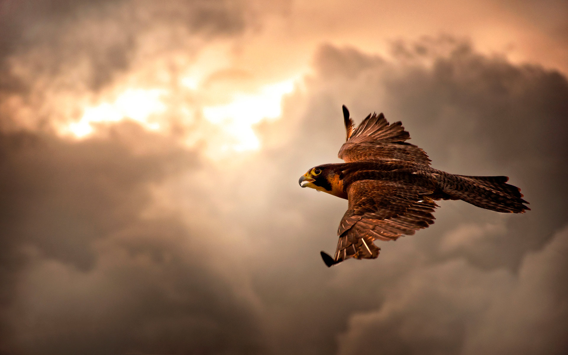 Free Falcon high quality background ID:408485 for hd 1920x1200 desktop