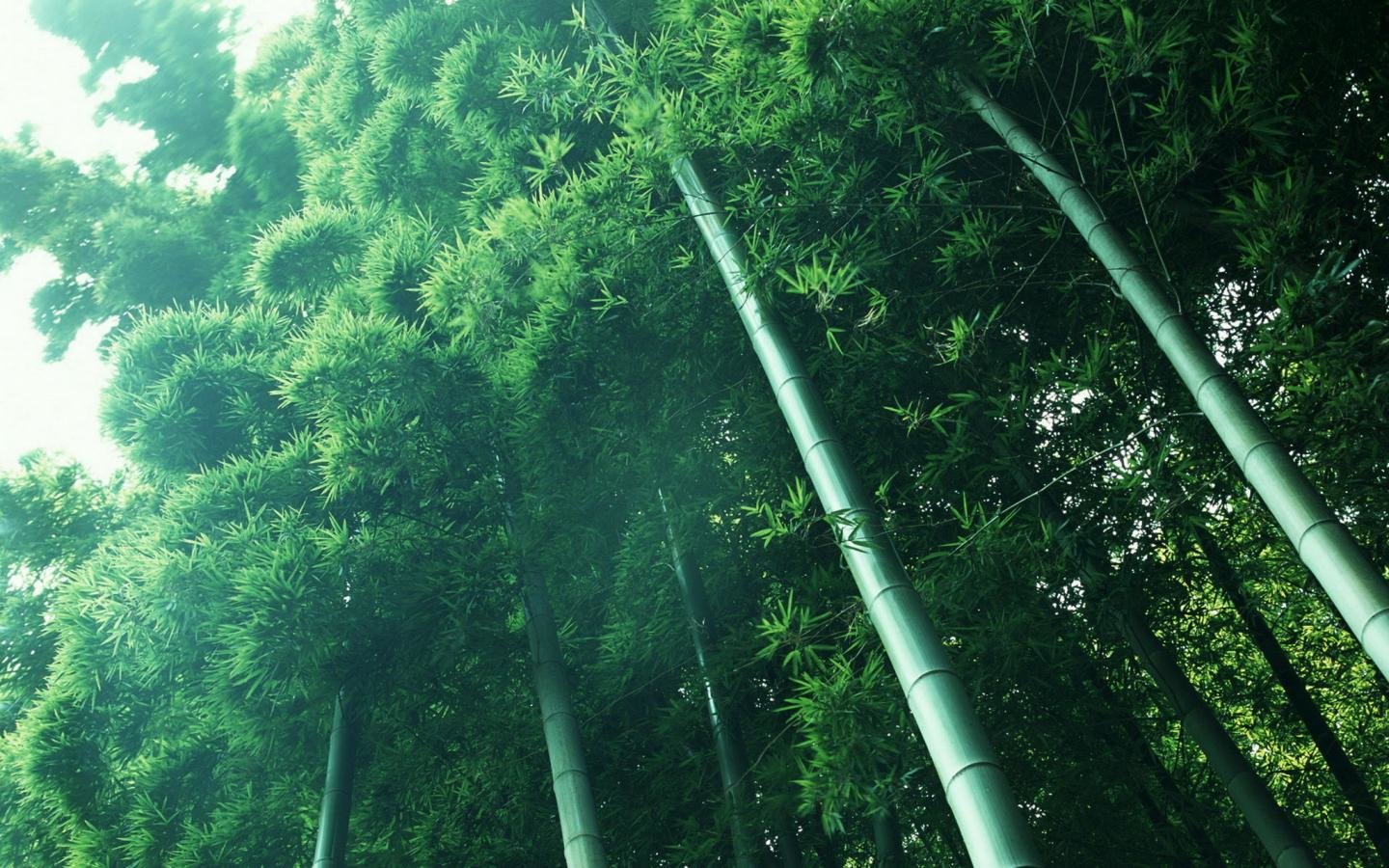 Awesome Bamboo free wallpaper ID:246835 for hd 1440x900 desktop