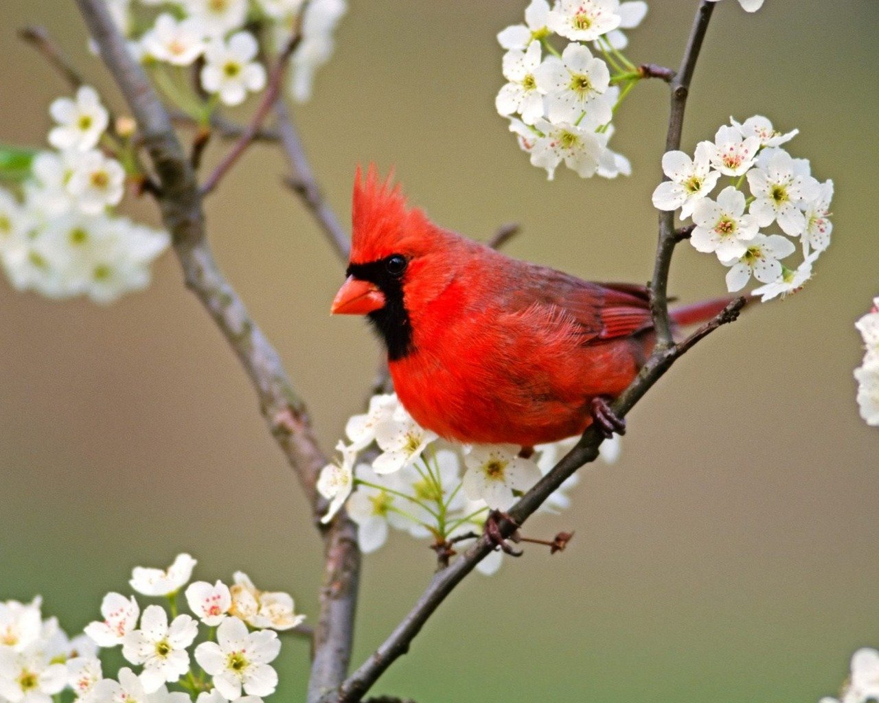 Free download Cardinal background ID:24670 hd 1280x1024 for desktop