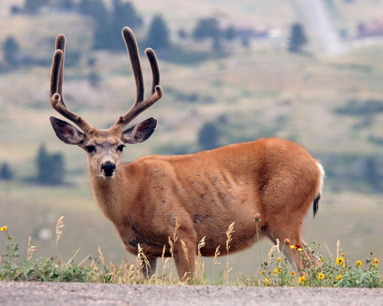 Free Deer high quality background ID:238783 for hd 1280x1024 computer