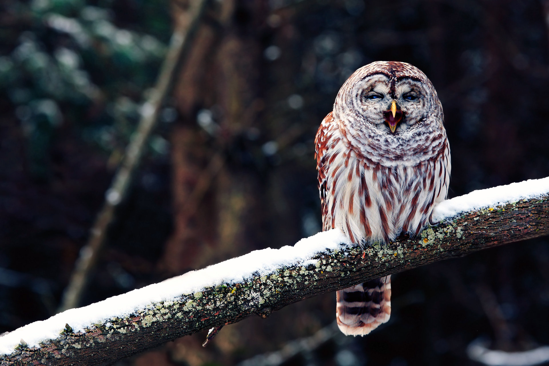 Download hd 1920x1280 Barred Owl computer background ID:91351 for free