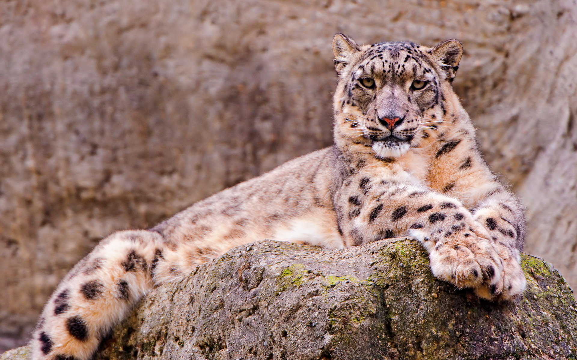 Awesome Snow Leopard free wallpaper ID:34344 for hd 1920x1200 PC