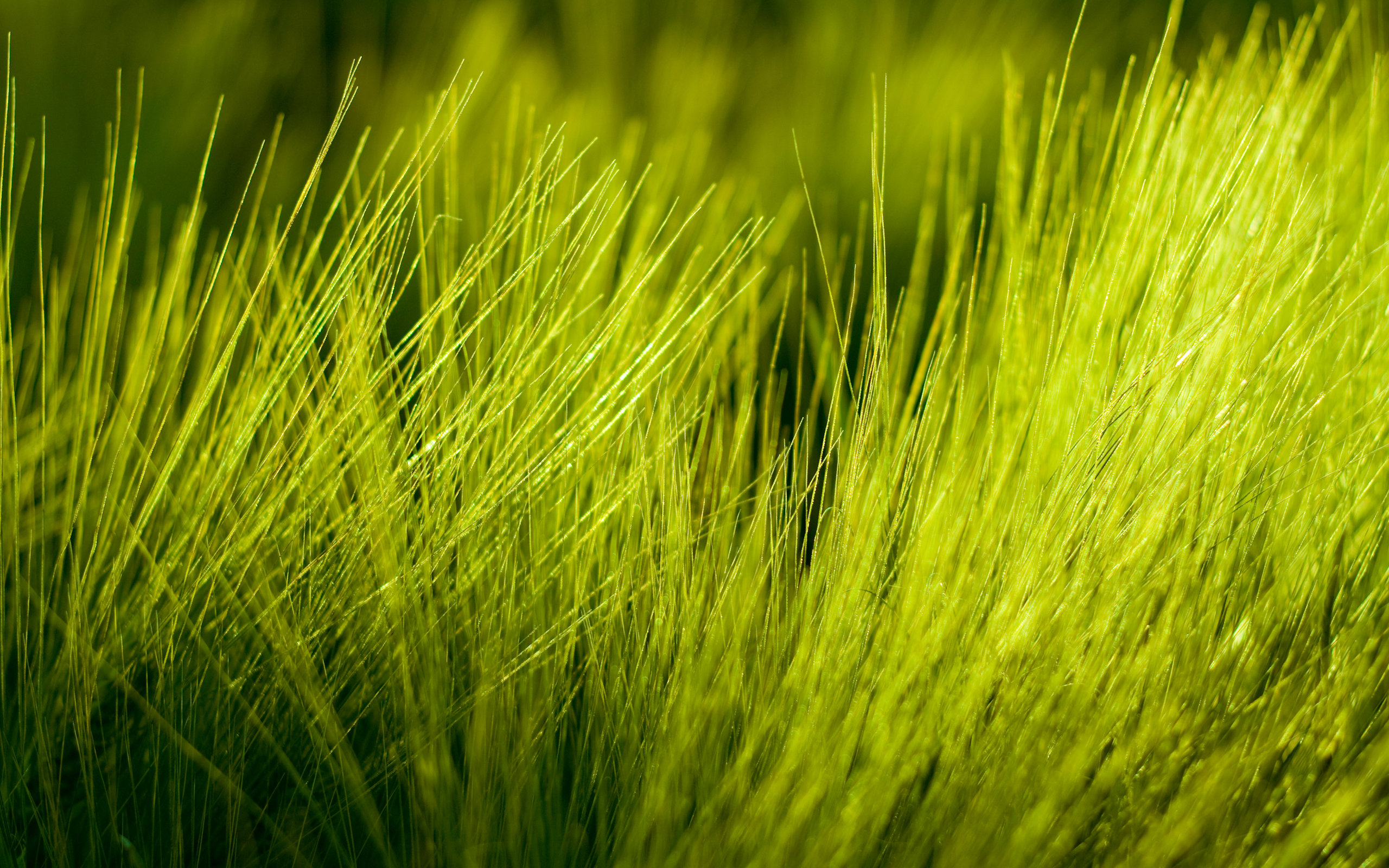 Best Grass background ID:377936 for High Resolution hd 2560x1600 computer