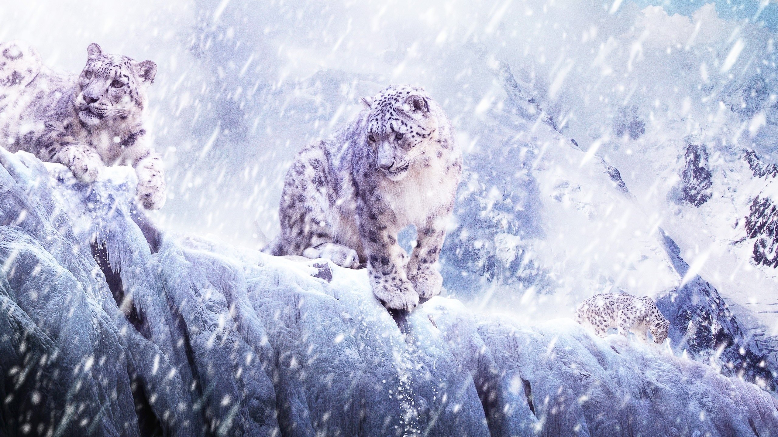 Best Snow Leopard background ID:34343 for High Resolution hd 2560x1440 computer