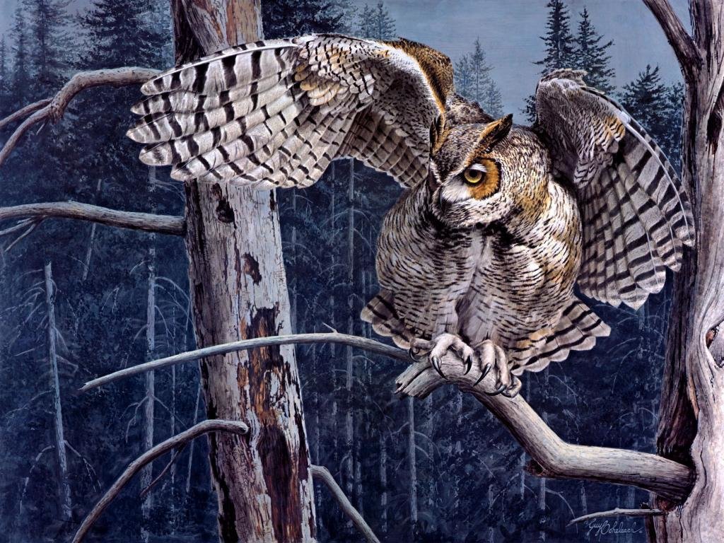 Free download Owl background ID:236889 hd 1024x768 for computer