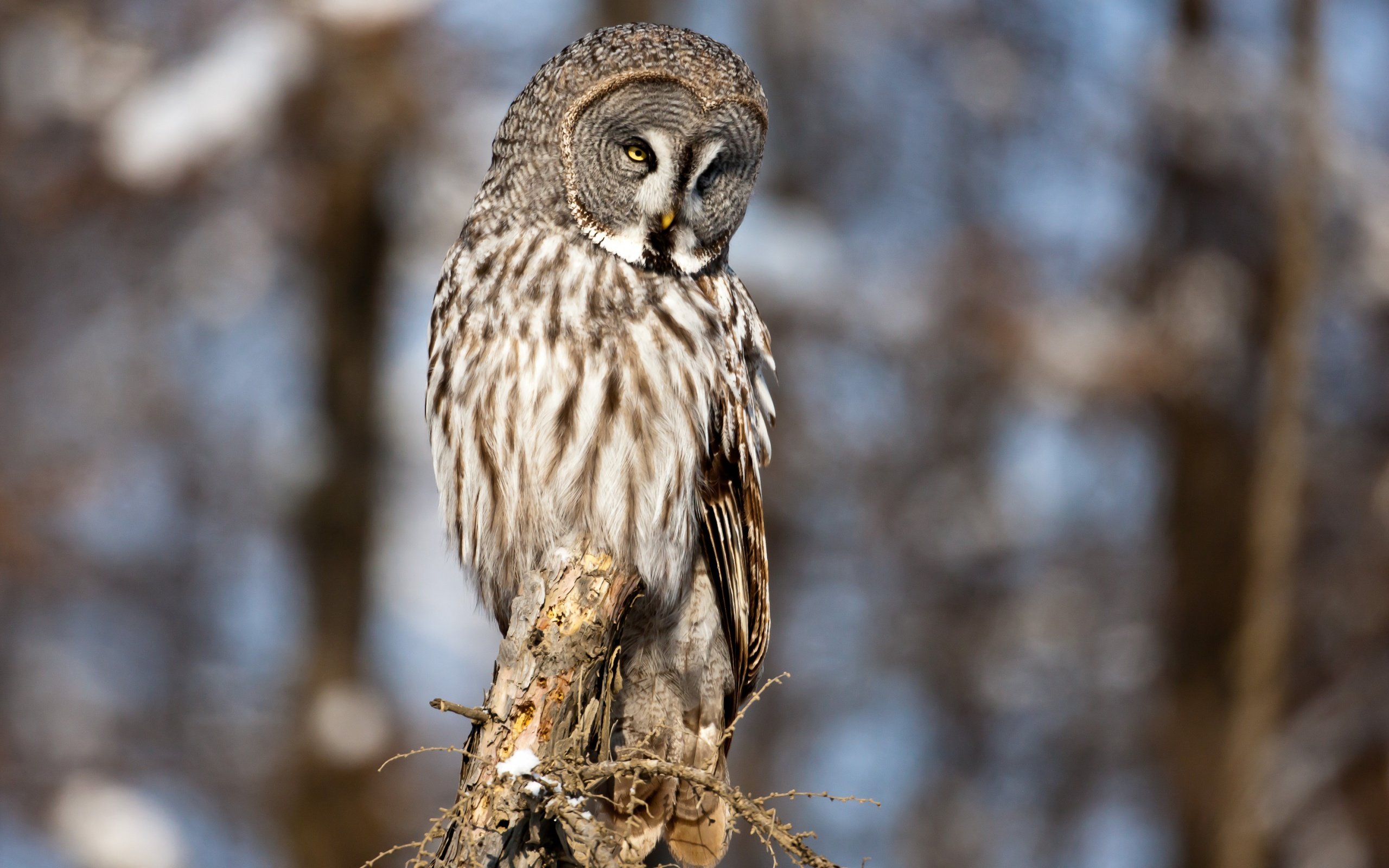 Download hd 2560x1600 Great Grey Owl PC wallpaper ID:235128 for free
