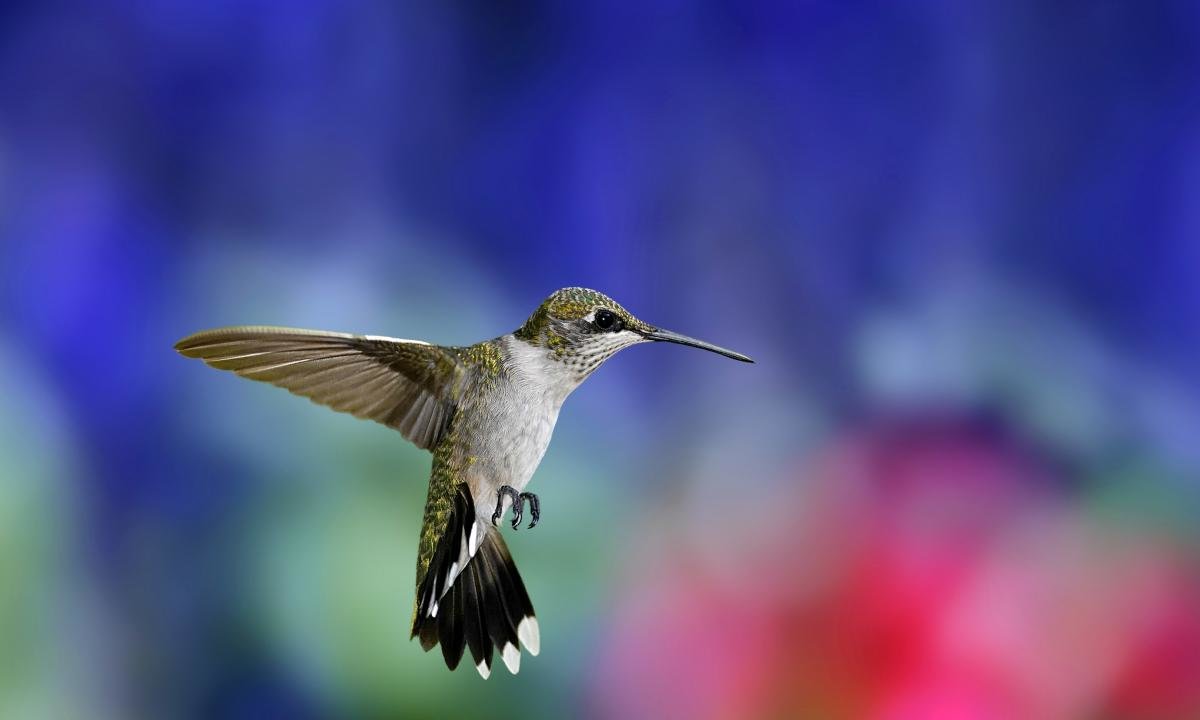 Download hd 1200x720 Hummingbird PC background ID:215687 for free