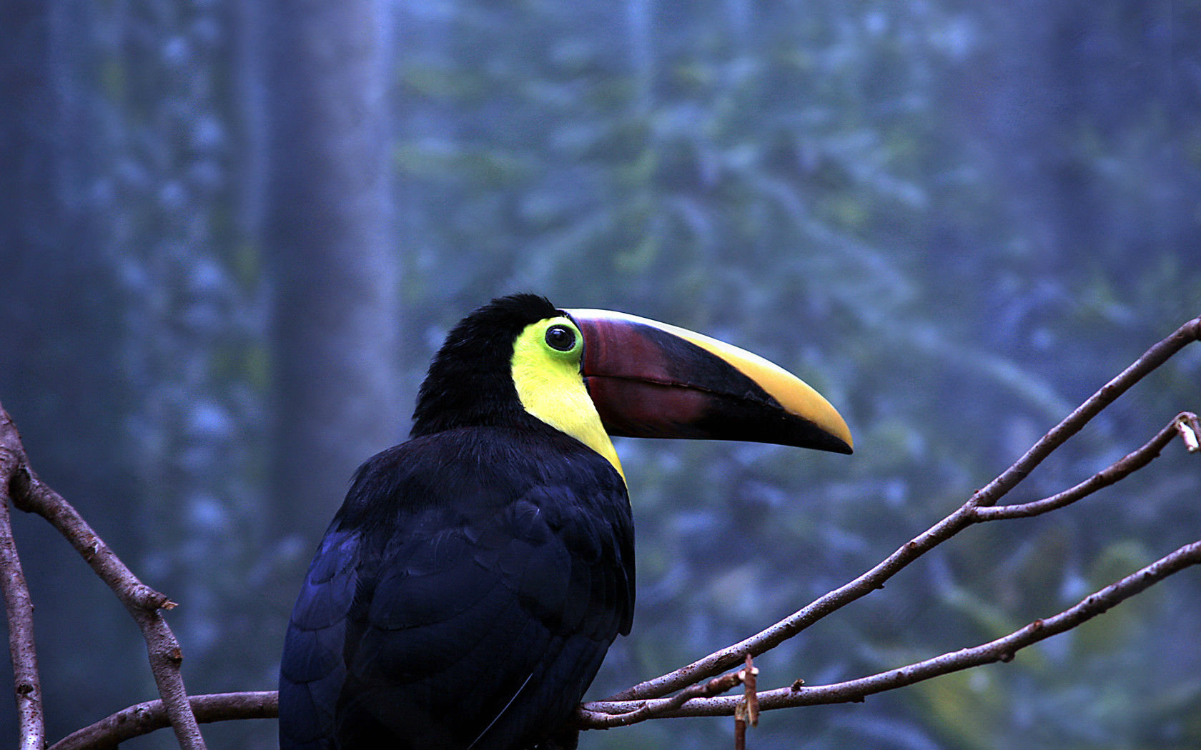 High resolution Toucan hd 1680x1050 background ID:57298 for PC