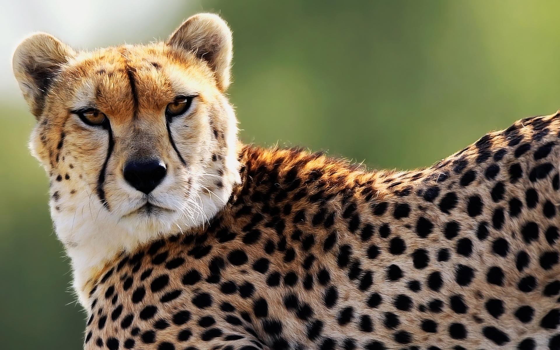 Download hd 1920x1200 Cheetah desktop background ID:161830 for free