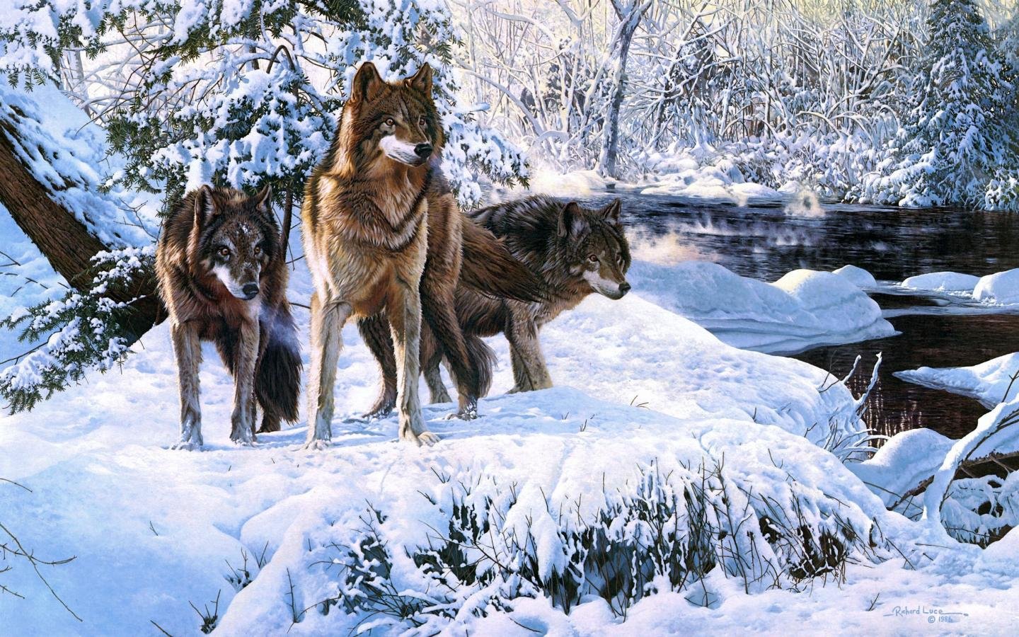 Best Wolf wallpaper ID:117638 for High Resolution hd 1440x900 PC