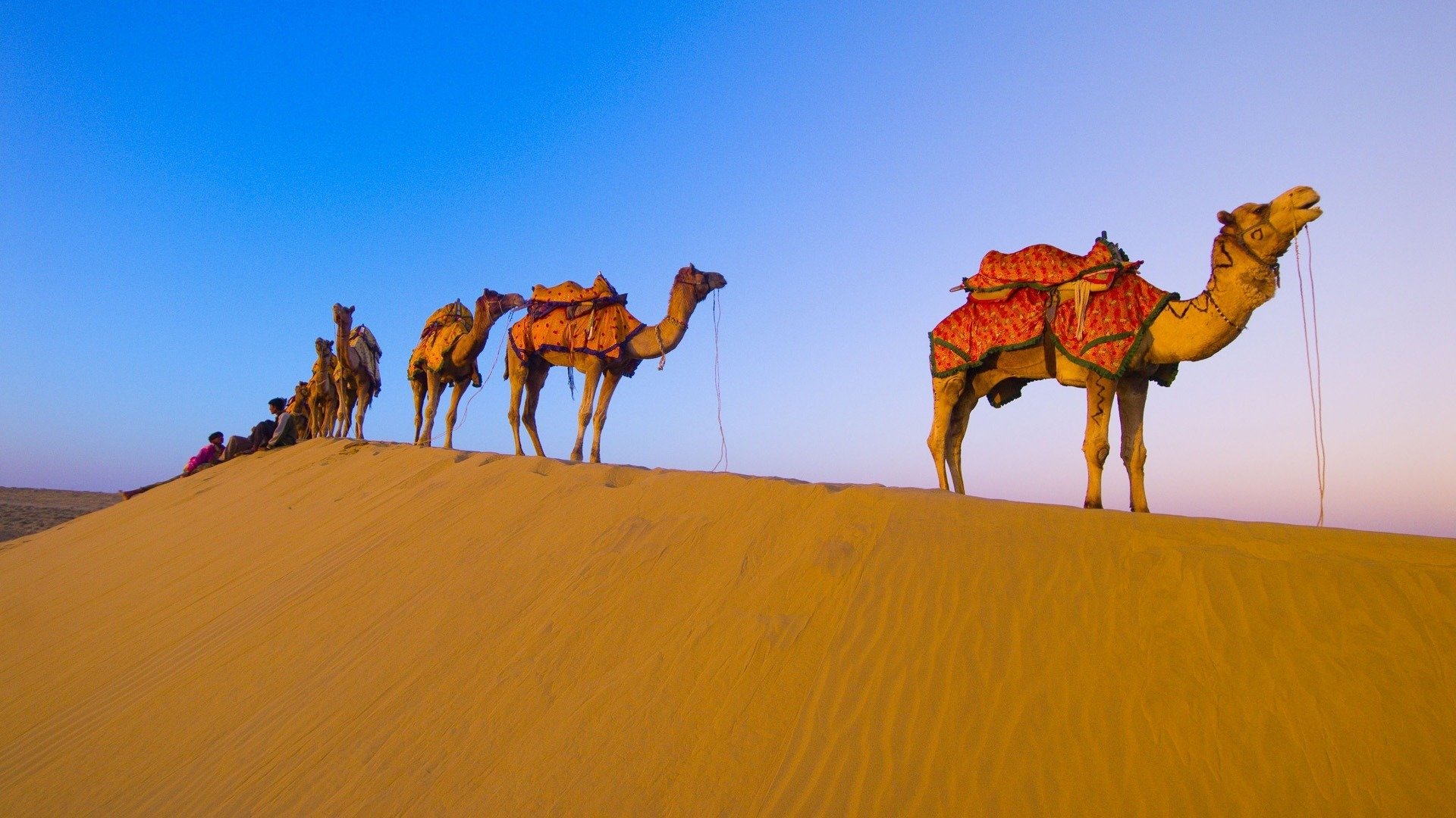 Best Camel background ID:123423 for High Resolution hd 1920x1080 PC