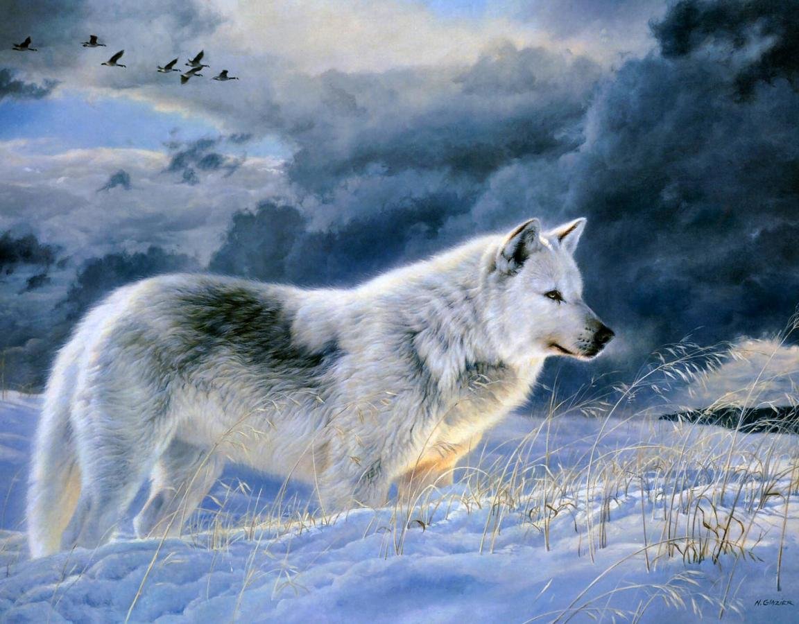 Download hd 1152x900 Wolf desktop background ID:117973 for free