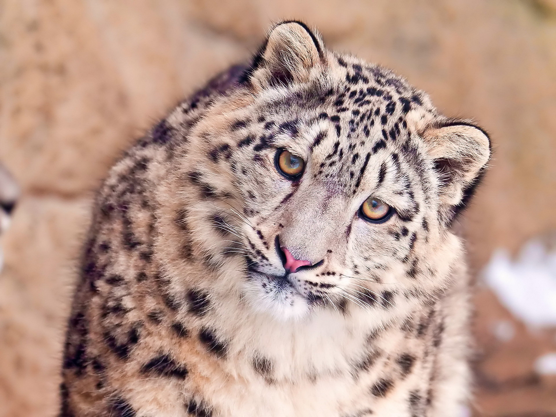 Download hd 1920x1440 Snow Leopard PC background ID:34525 for free