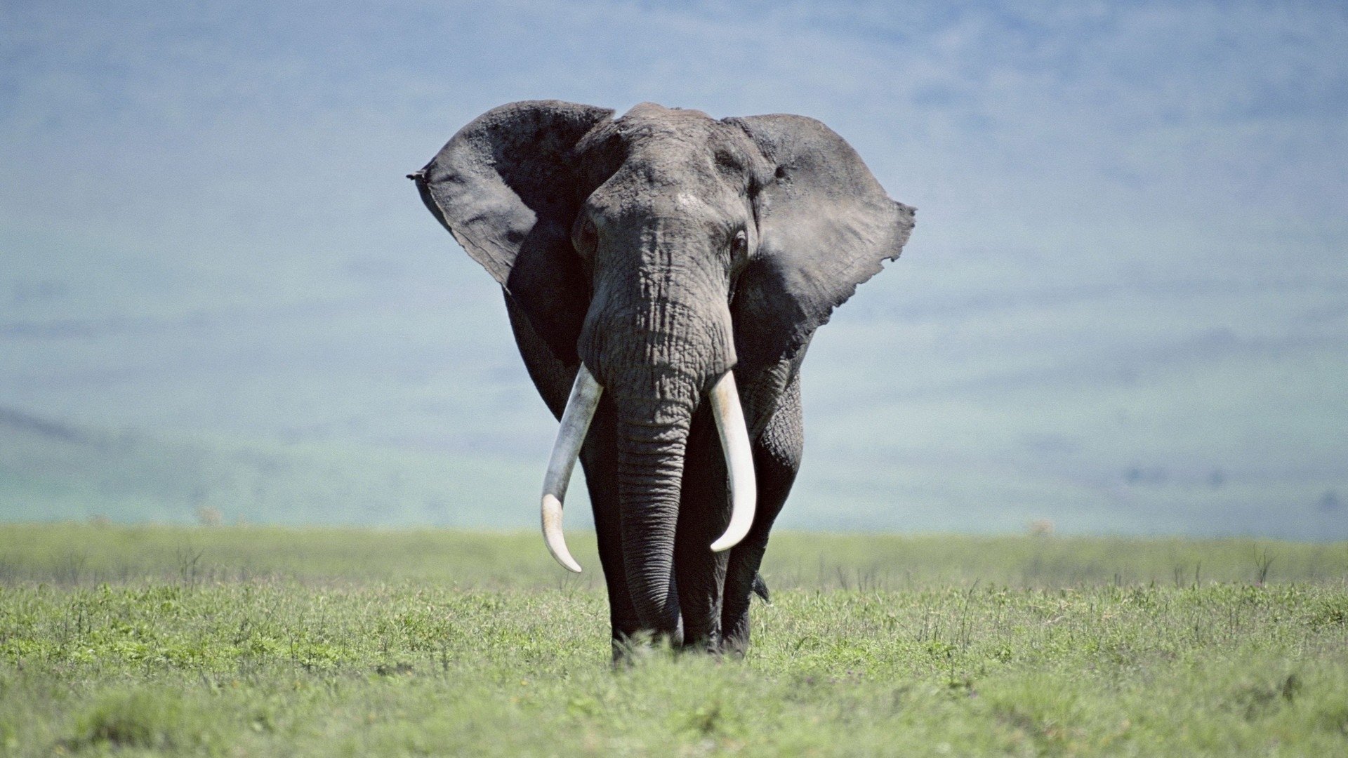 Awesome Elephant free wallpaper ID:132650 for full hd 1920x1080 PC