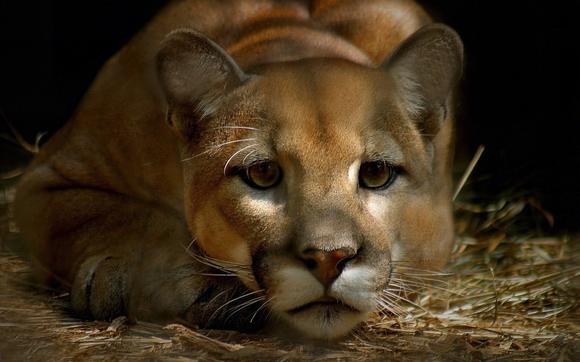 Free download Cougar background ID:81691 hd 1920x1200 for PC